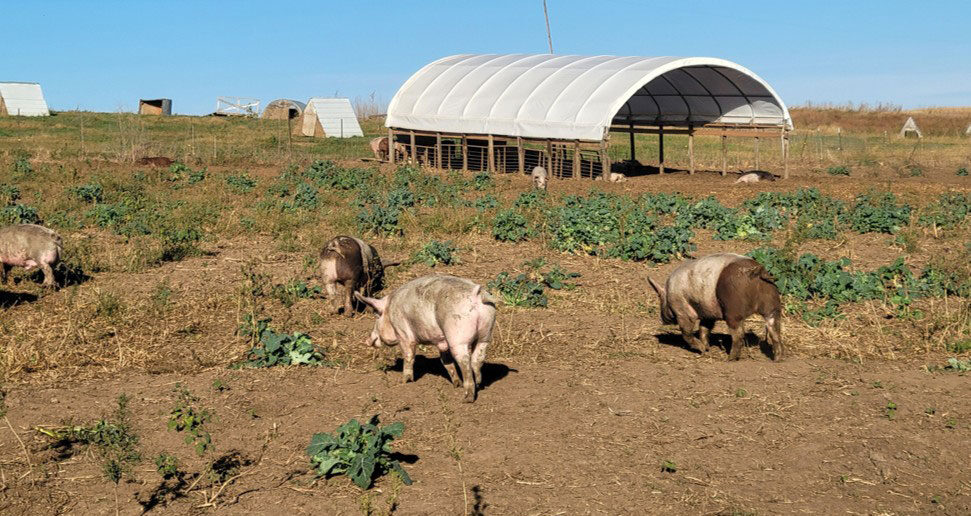 Finishing Pigs on Annual Forages