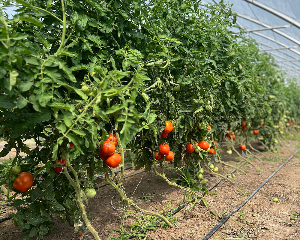 Growing Cucumbers and Tomatoes for Sale Vs. Seed