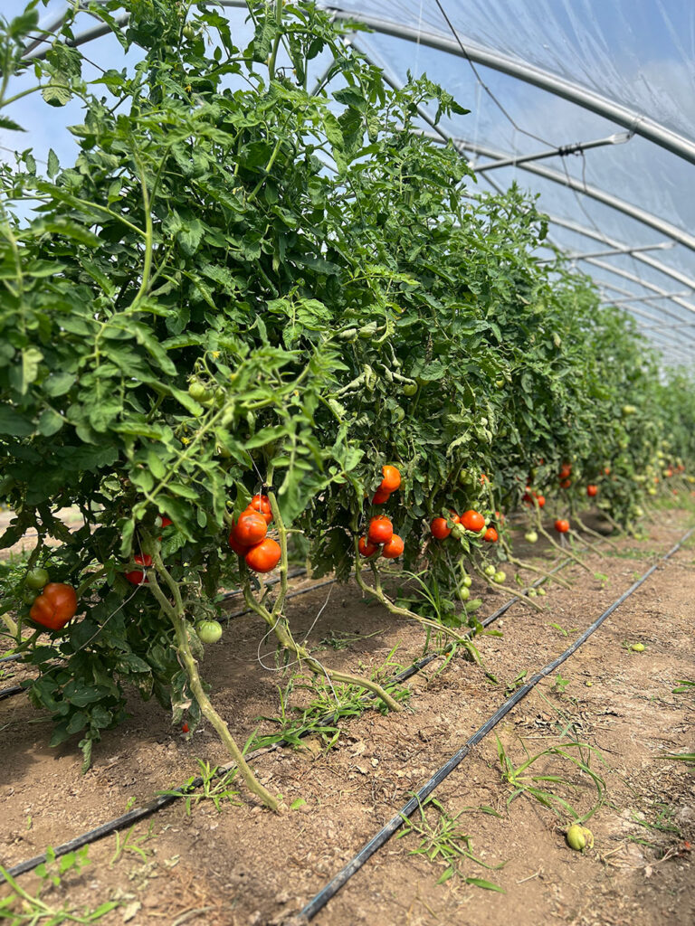 Growing Cucumbers and Tomatoes for Sale Vs. Seed