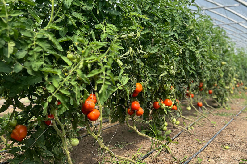 Growing Cucumbers and Tomatoes for Sale Vs. Seed