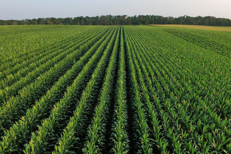 BioGuard Seed Treatment for Organic Corn