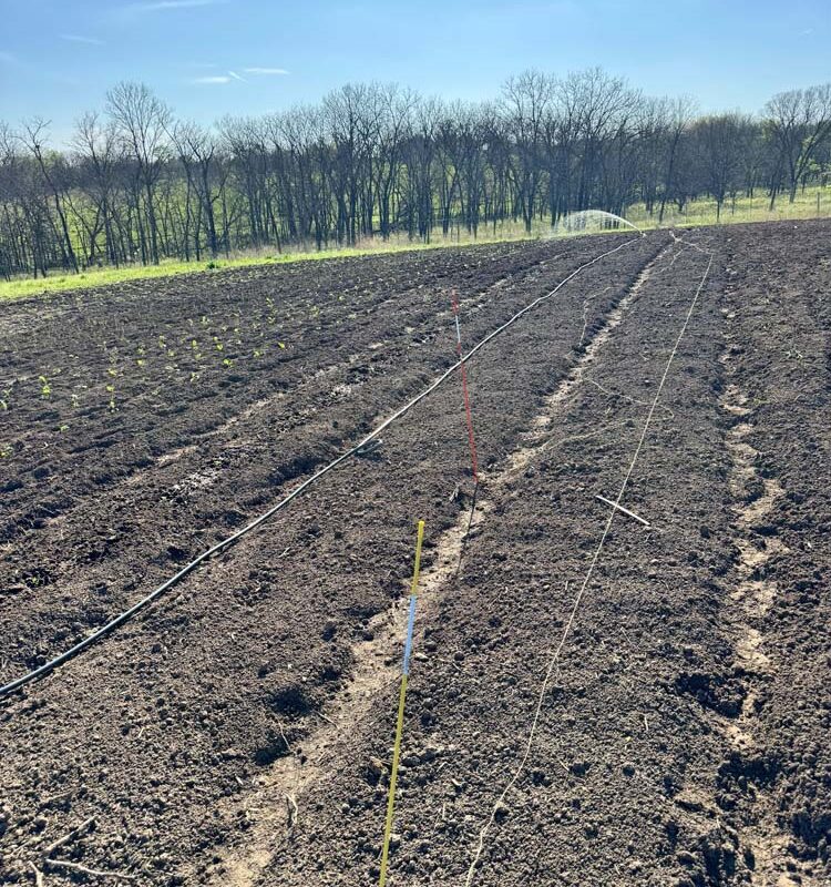 Feeding Green: How Iowa Farmers Grow Leafy Greens That Taste Like Home