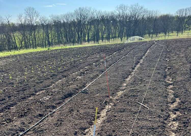 Feeding Green: How Iowa Farmers Grow Leafy Greens That Taste Like Home