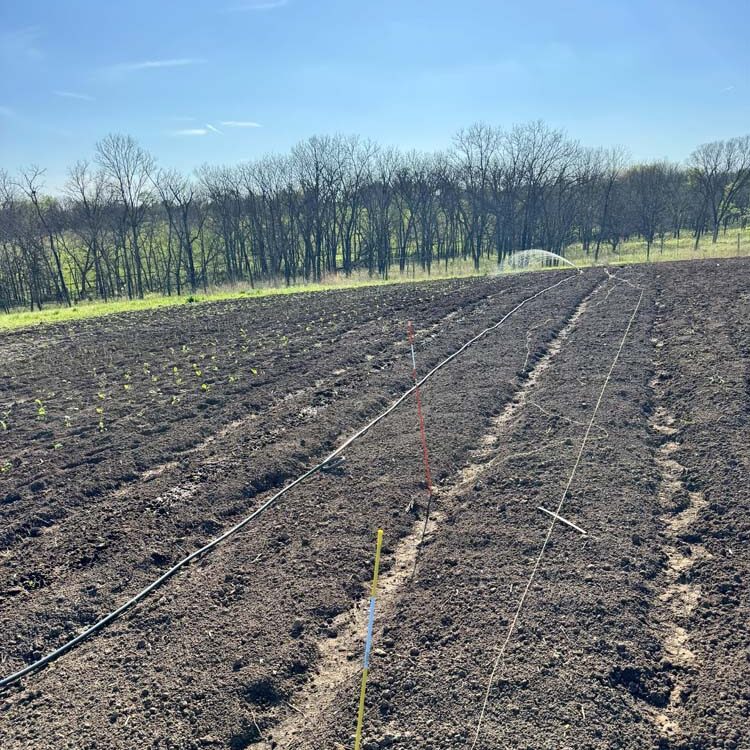 Feeding Green: How Iowa Farmers Grow Leafy Greens That Taste Like Home