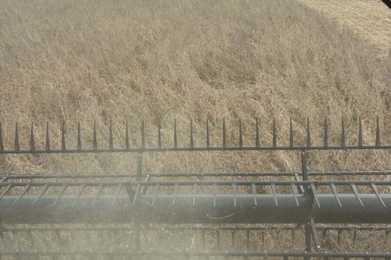 N-Rate Reduction Effects on Subsequent Soybean Yields: Do N Rates to Corn Affect Next Year’s Soybean Yields?