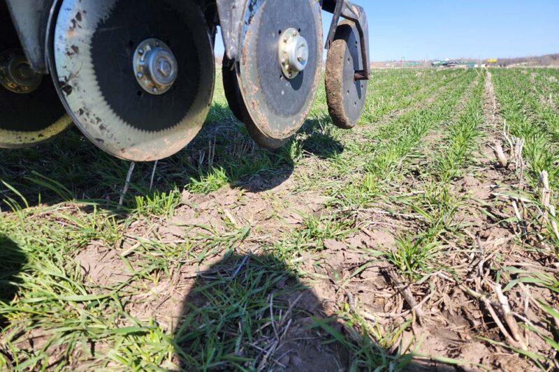 Seeding Rate for Frost-Seeded and Interseeded Red Clover Cover Crops