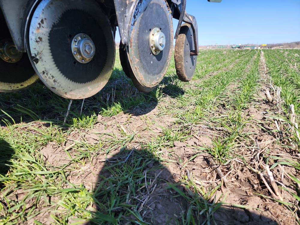Seeding Rate for Frost-Seeded and Interseeded Red Clover Cover Crops