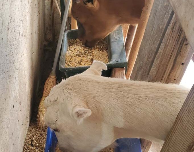 Supplementing Lactating Goat Does' Diets With Corn: Effects on Milk Yield and Quality