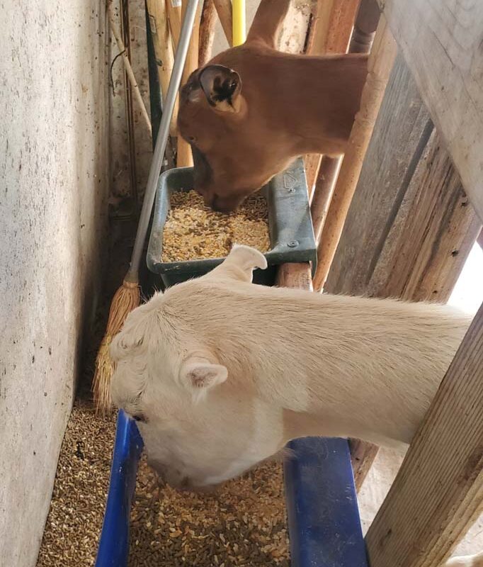 Supplementing Lactating Goat Does' Diets With Corn: Effects on Milk Yield and Quality