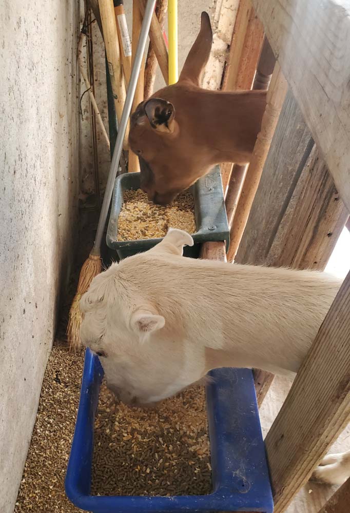 Supplementing Lactating Goat Does' Diets With Corn: Effects on Milk Yield and Quality