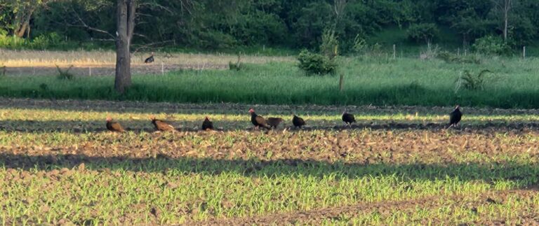 The (Un)Vaunted Vulture and Other Misfits