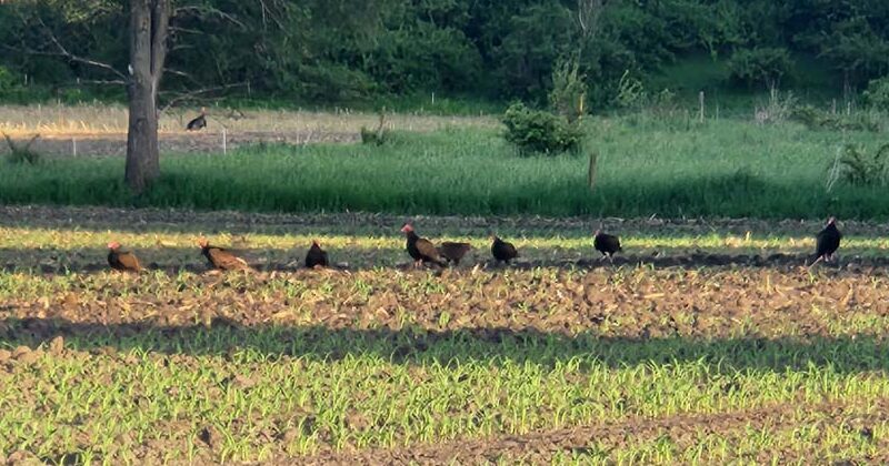 The (Un)Vaunted Vulture and Other Misfits