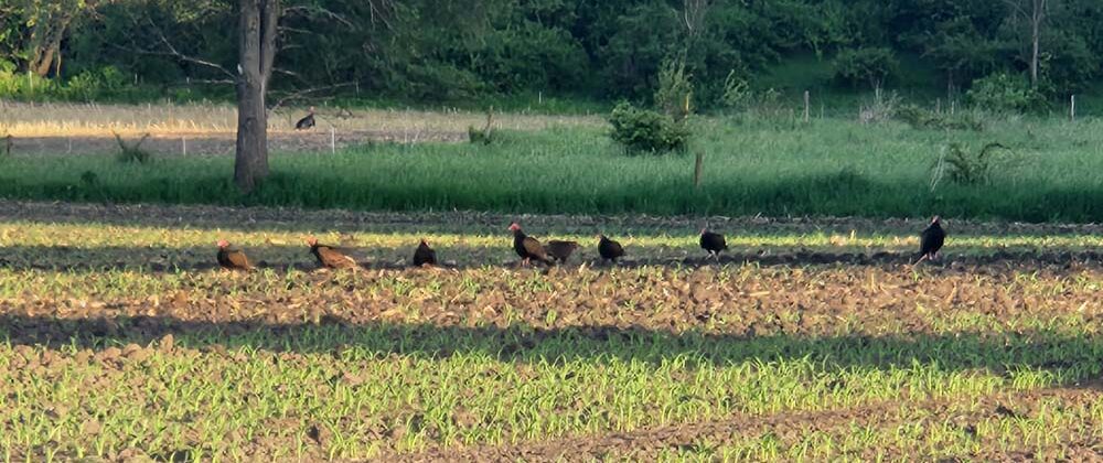 The (Un)Vaunted Vulture and Other Misfits