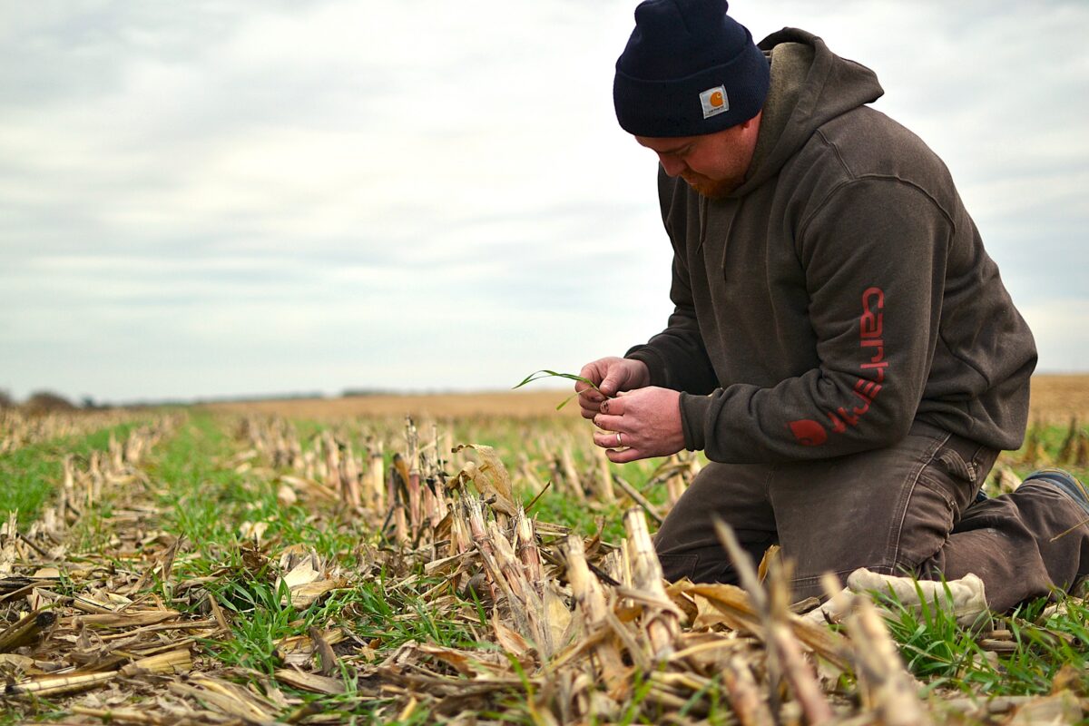 Farmers Can Apply for PFI Program That Helps Cover Crops Pencil Out