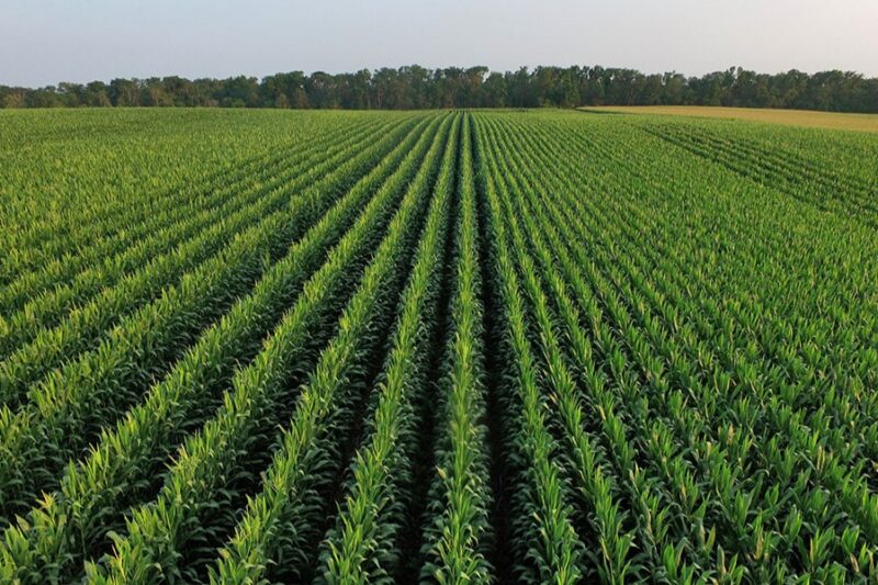 Program helps farmers save on fertilizer while protecting water quality