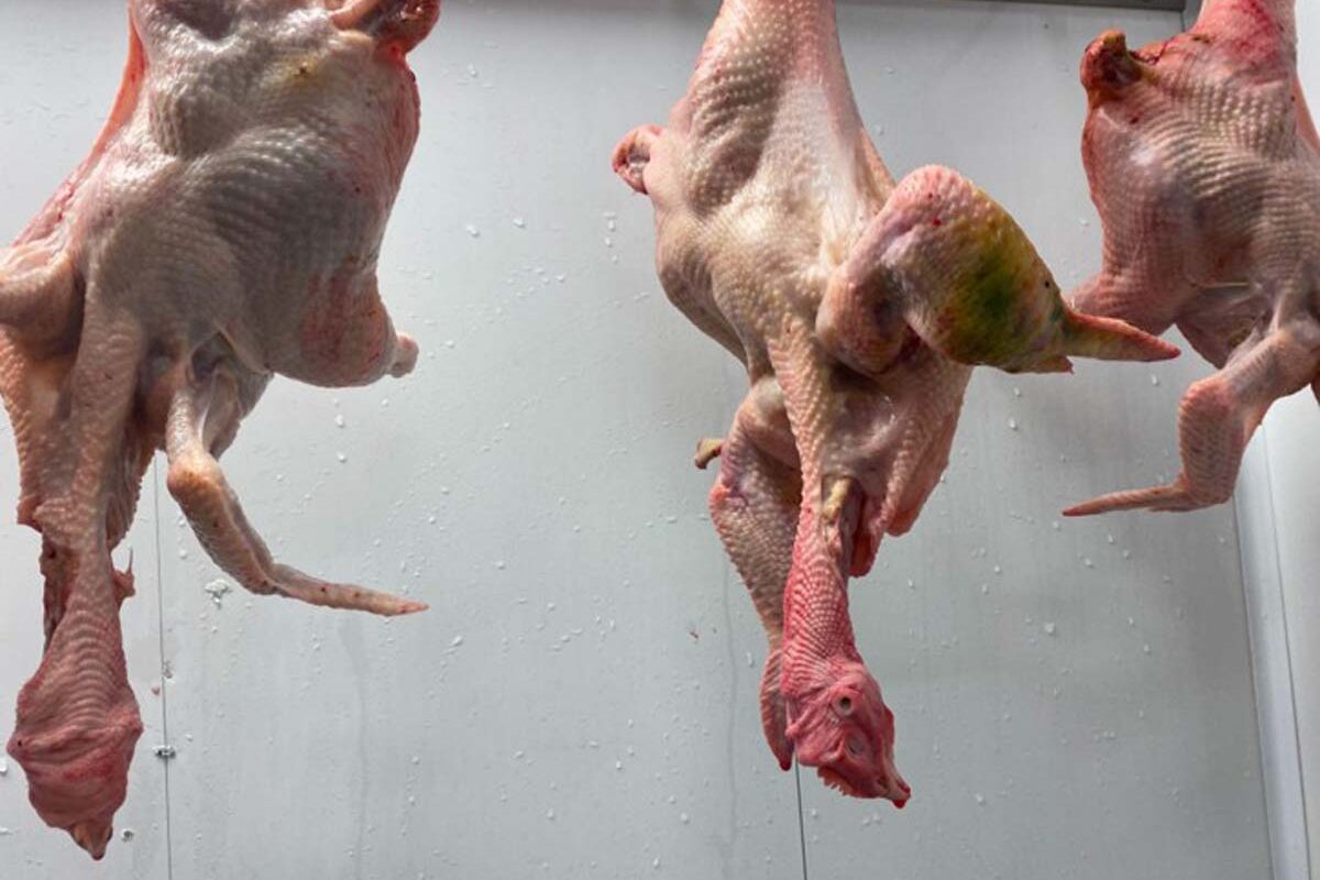 Broiler Chicken Breeds on Pasture