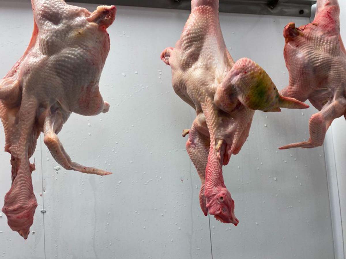 Broiler Chicken Breeds on Pasture