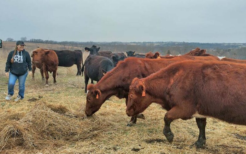 Selling Her Story: How One Farmer Uses Storytelling and Direct Marketing to Sell Beef
