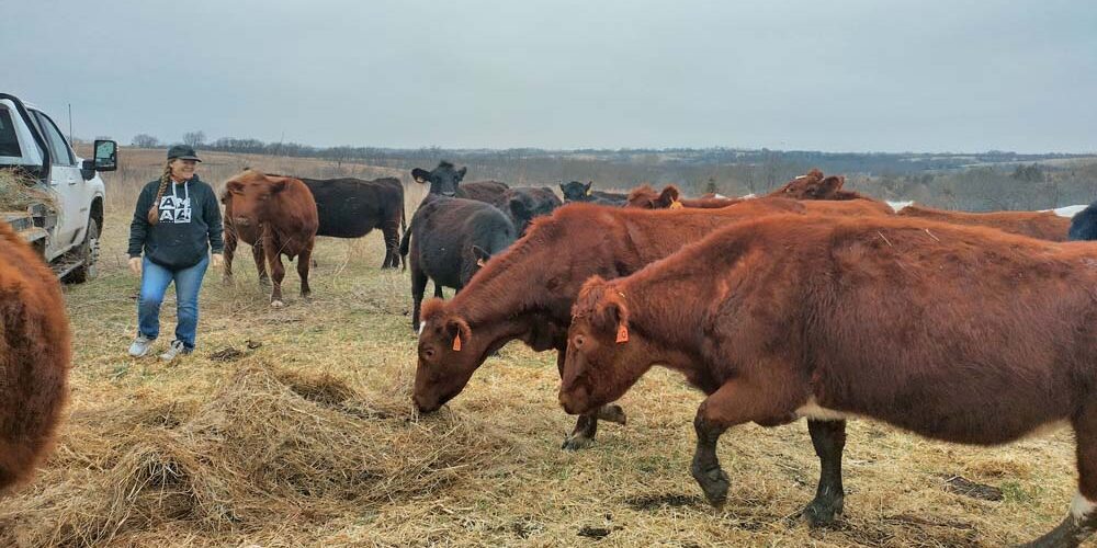 Selling Her Story: How One Farmer Uses Storytelling and Direct Marketing to Sell Beef