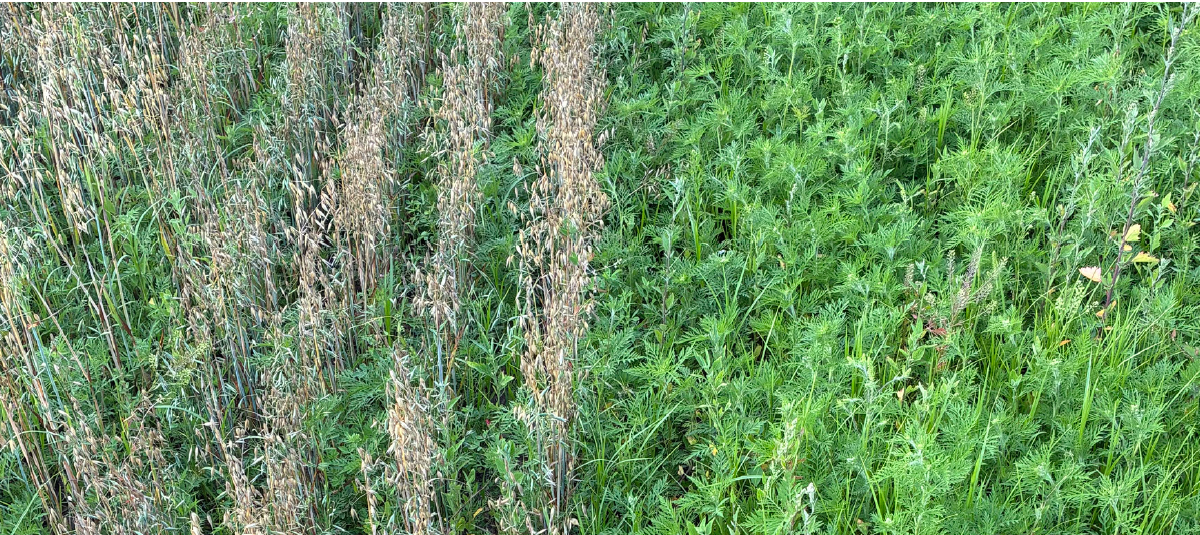 Establishing Legume Forages with Oats