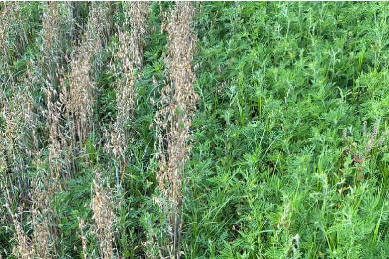 Establishing Legume Forages with Oats