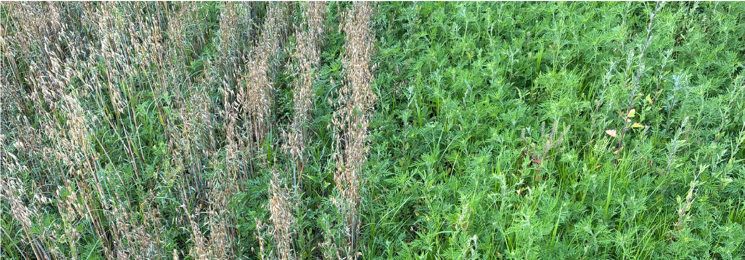Establishing Legume Forages with Oats