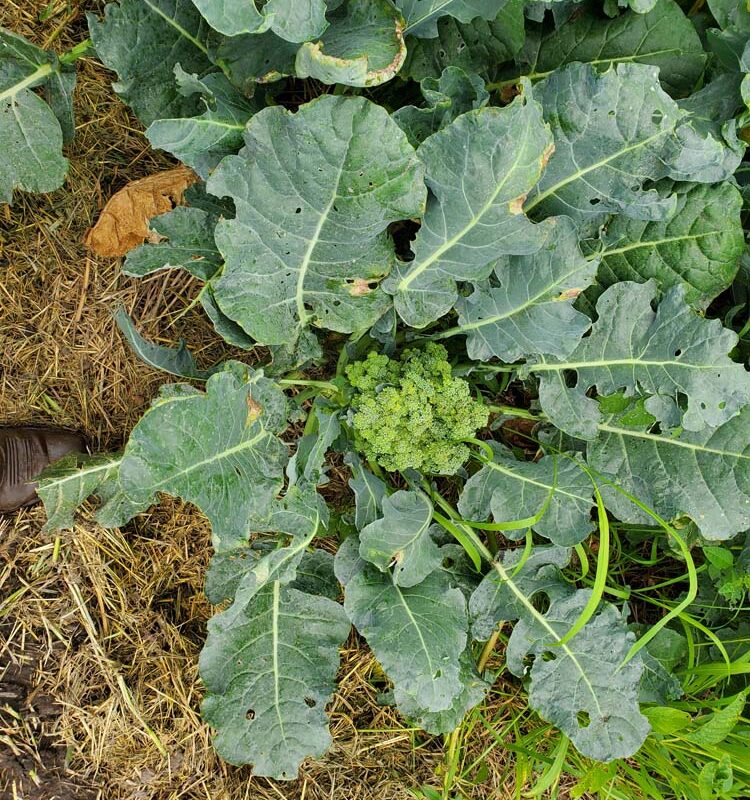 Summer Broccoli Variety Trial