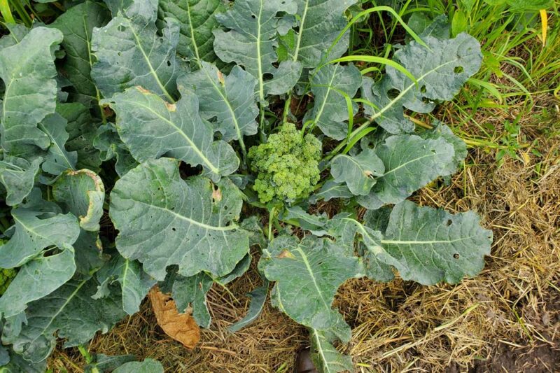 Summer Broccoli Variety Trial