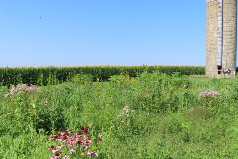 Petite Prairies: How Small Areas Can Make a Large Impact