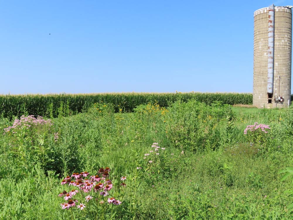 Petite Prairies: How Small Areas Can Make a Large Impact