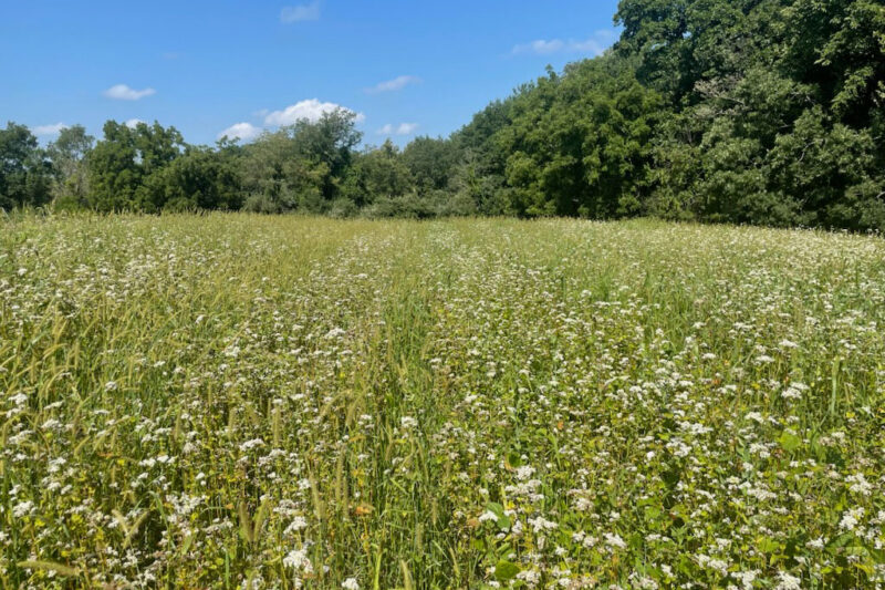 Summer Cover Crop Mixes for Vegetable Performance