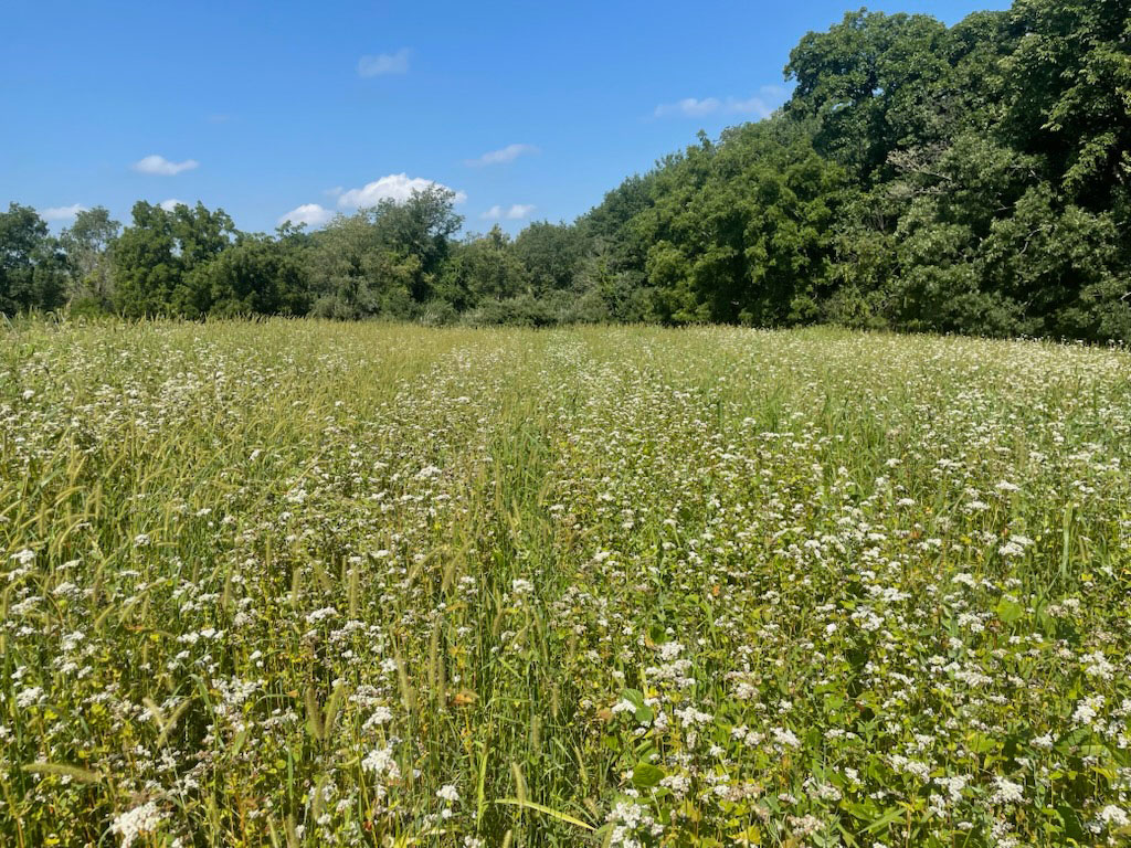 Summer Cover Crop Mixes for Vegetable Performance