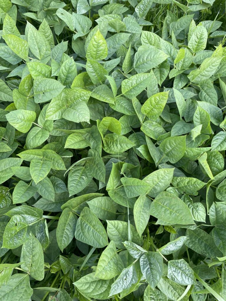 Cowpea Varieties Performance as Cover Crops