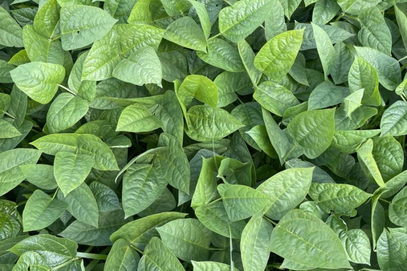 Cowpea Varieties Performance as Cover Crops