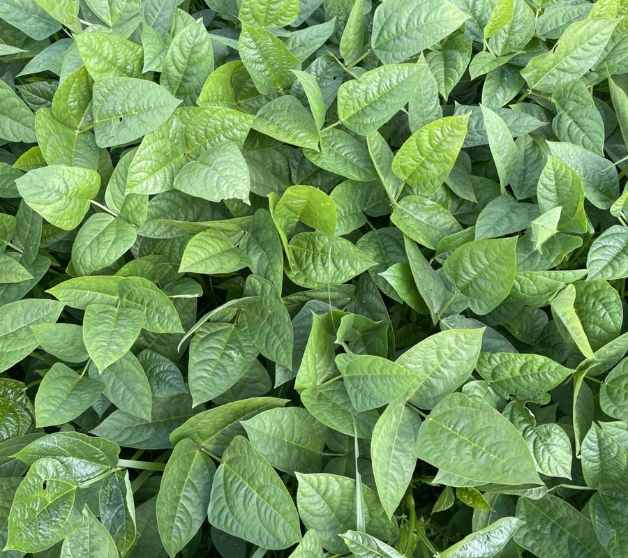 Cowpea Varieties Performance as Cover Crops