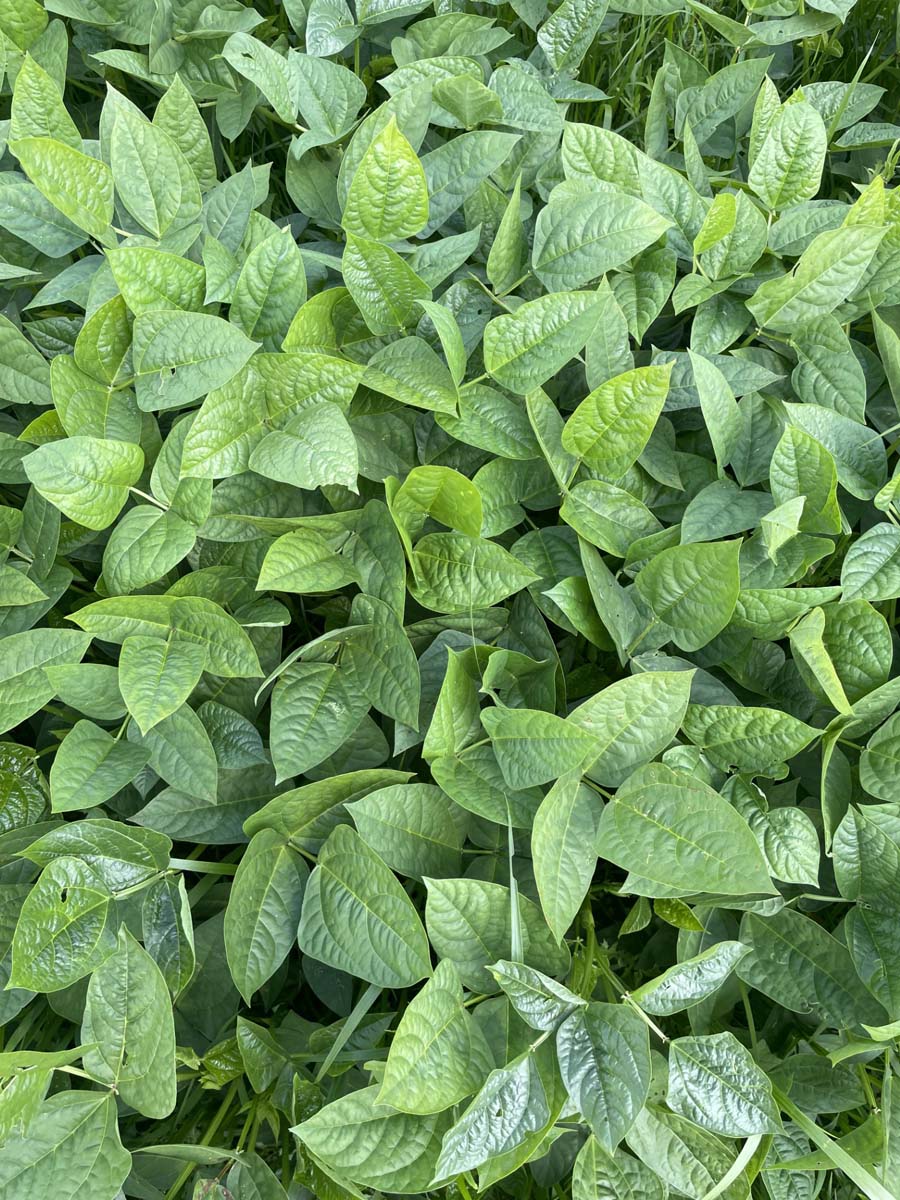 Cowpea Varieties Performance as Cover Crops