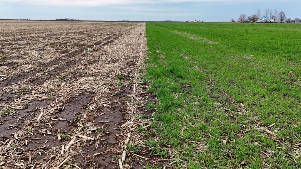 PFI Farmers Test Whether Cover Crops Help Them Get in the Field Sooner