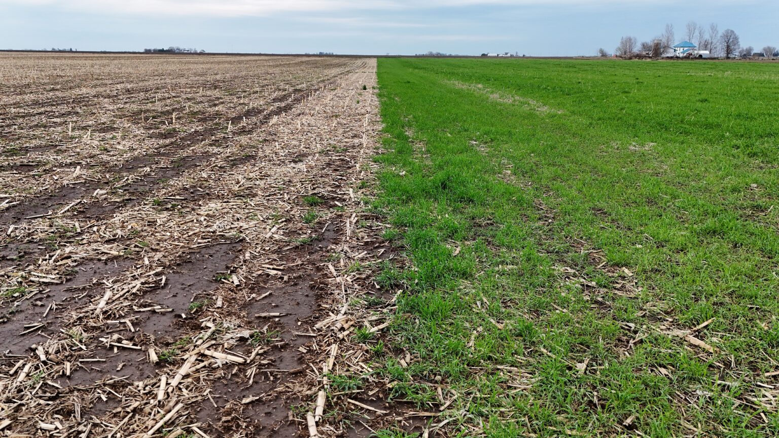 PFI Farmers Test Whether Cover Crops Help Them Get in the Field Sooner