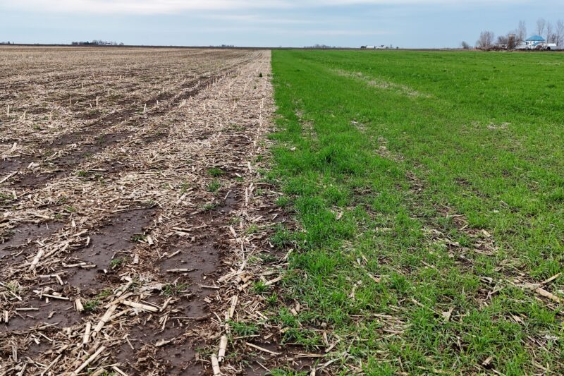 PFI Farmers Test Whether Cover Crops Help Them Get in the Field Sooner