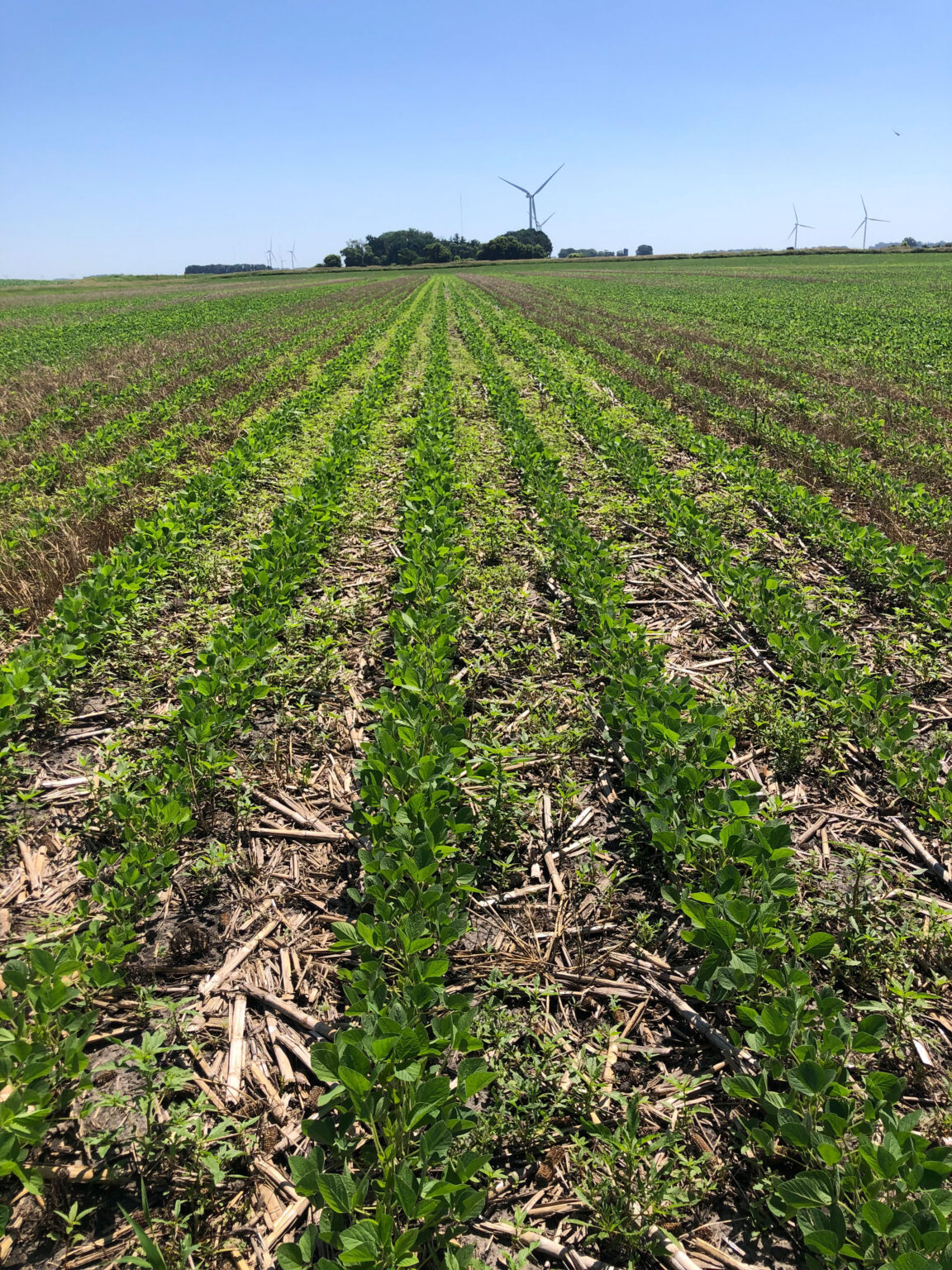 Alternative Cover Crops to Cereal Rye
