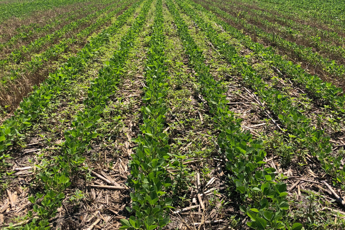 Alternative Cover Crops to Cereal Rye