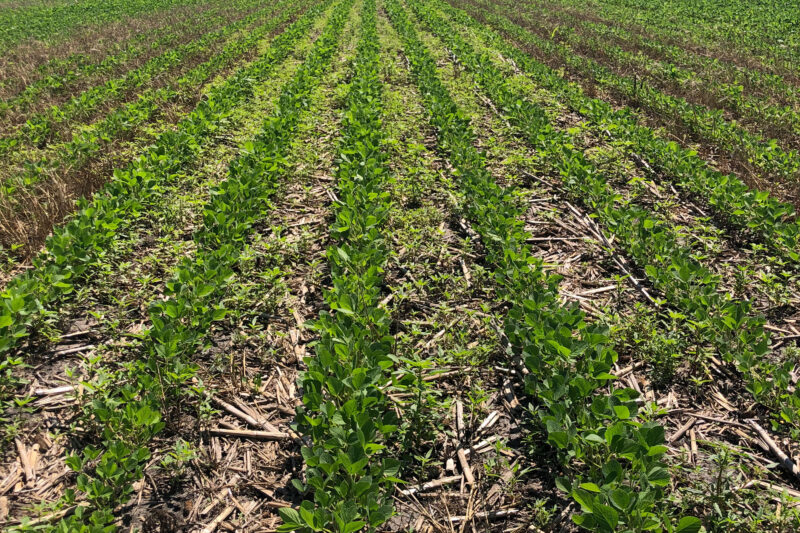 Alternative Cover Crops to Cereal Rye
