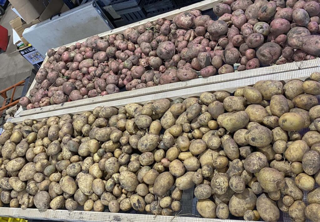 Effects of Variety, Planting Date and Irrigation on Potato Yields