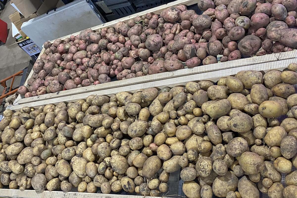 Effects of Variety, Planting Date and Irrigation on Potato Yields