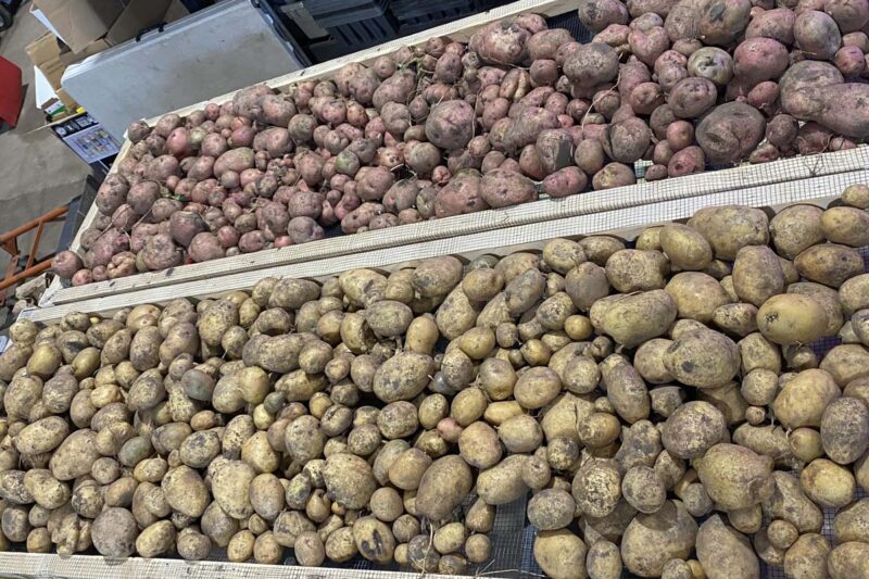 Effects of Variety, Planting Date and Irrigation on Potato Yields