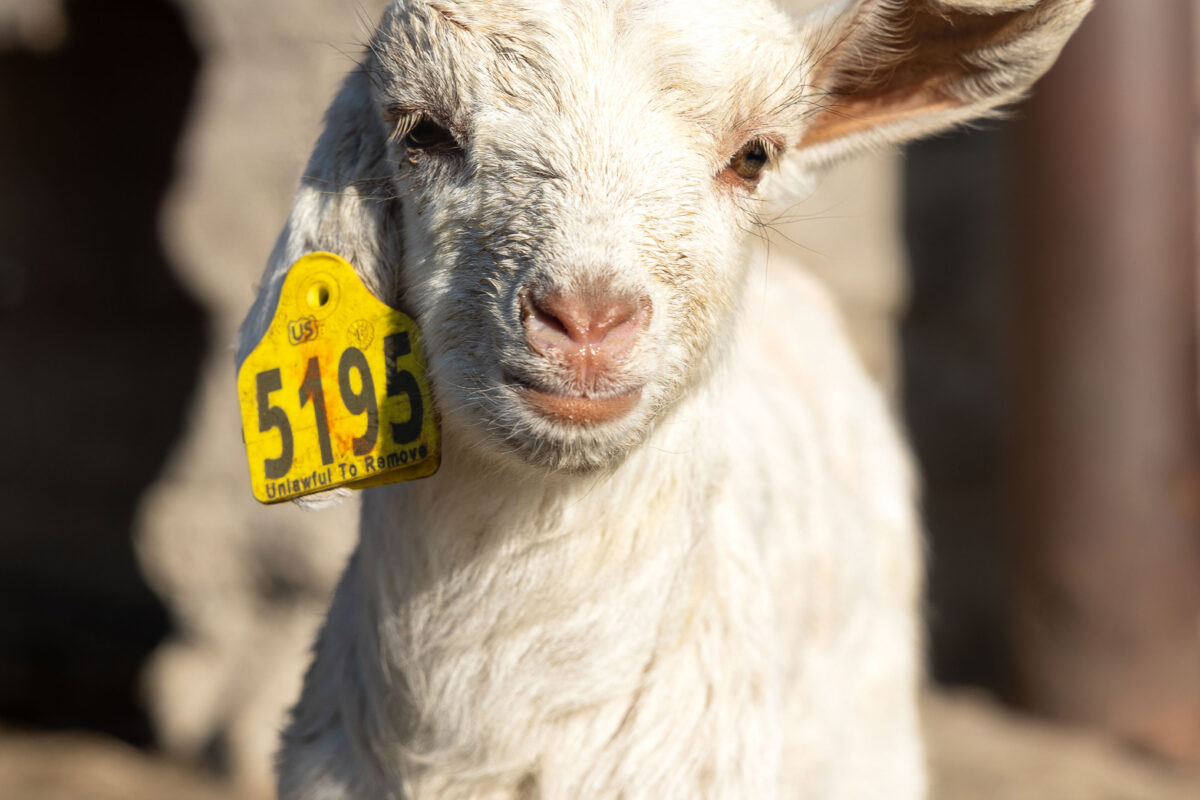 Mother and Kid Goat Diets’ Effects on Kid Growth