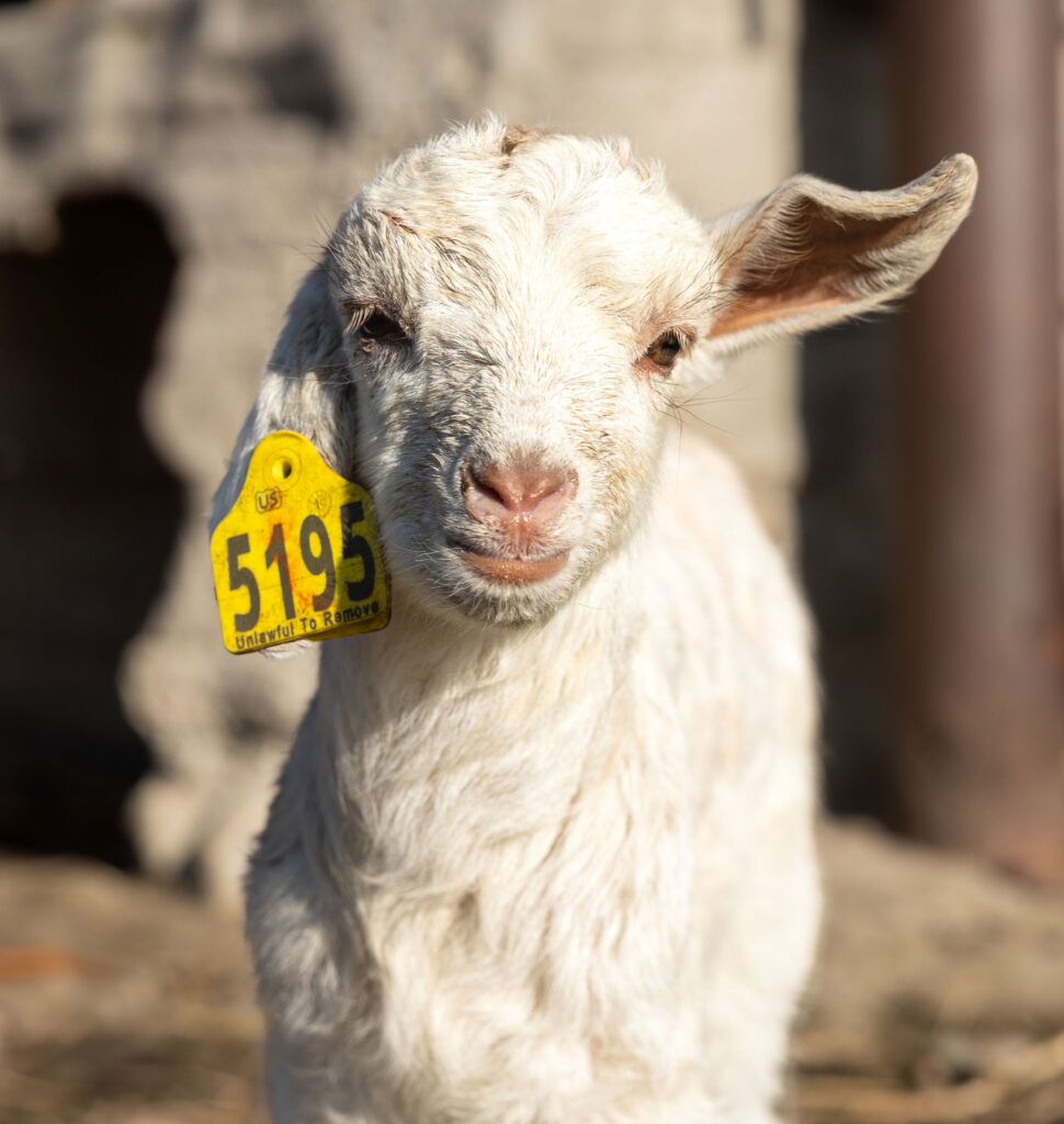 Mother and Kid Goat Diets’ Effects on Kid Growth