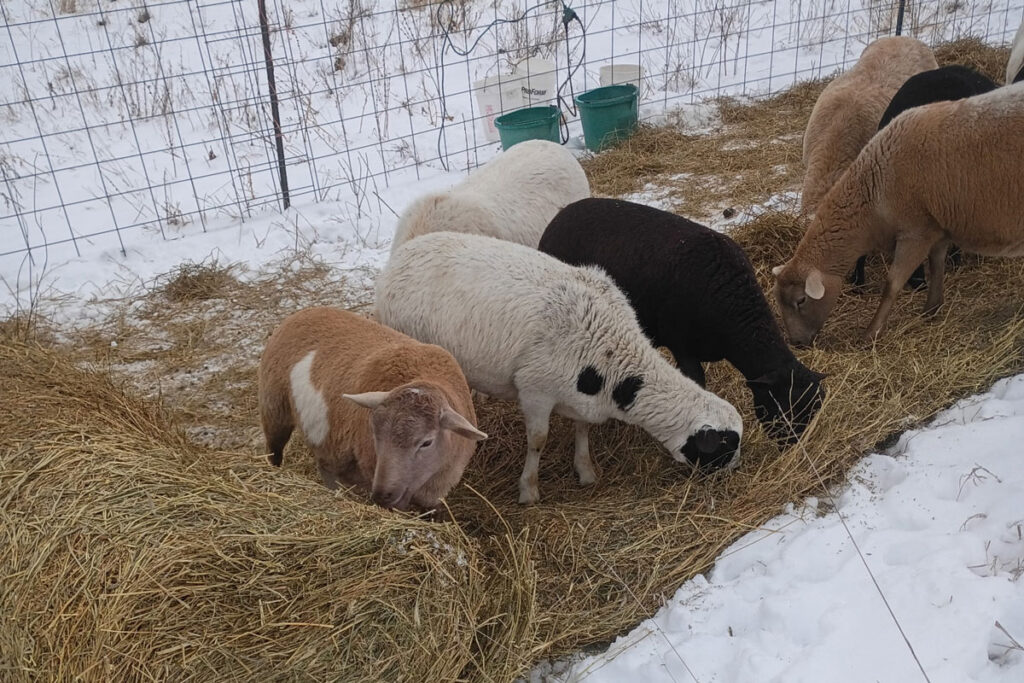 Bale Grazing Effects on Soil and Pasture Plant Communities