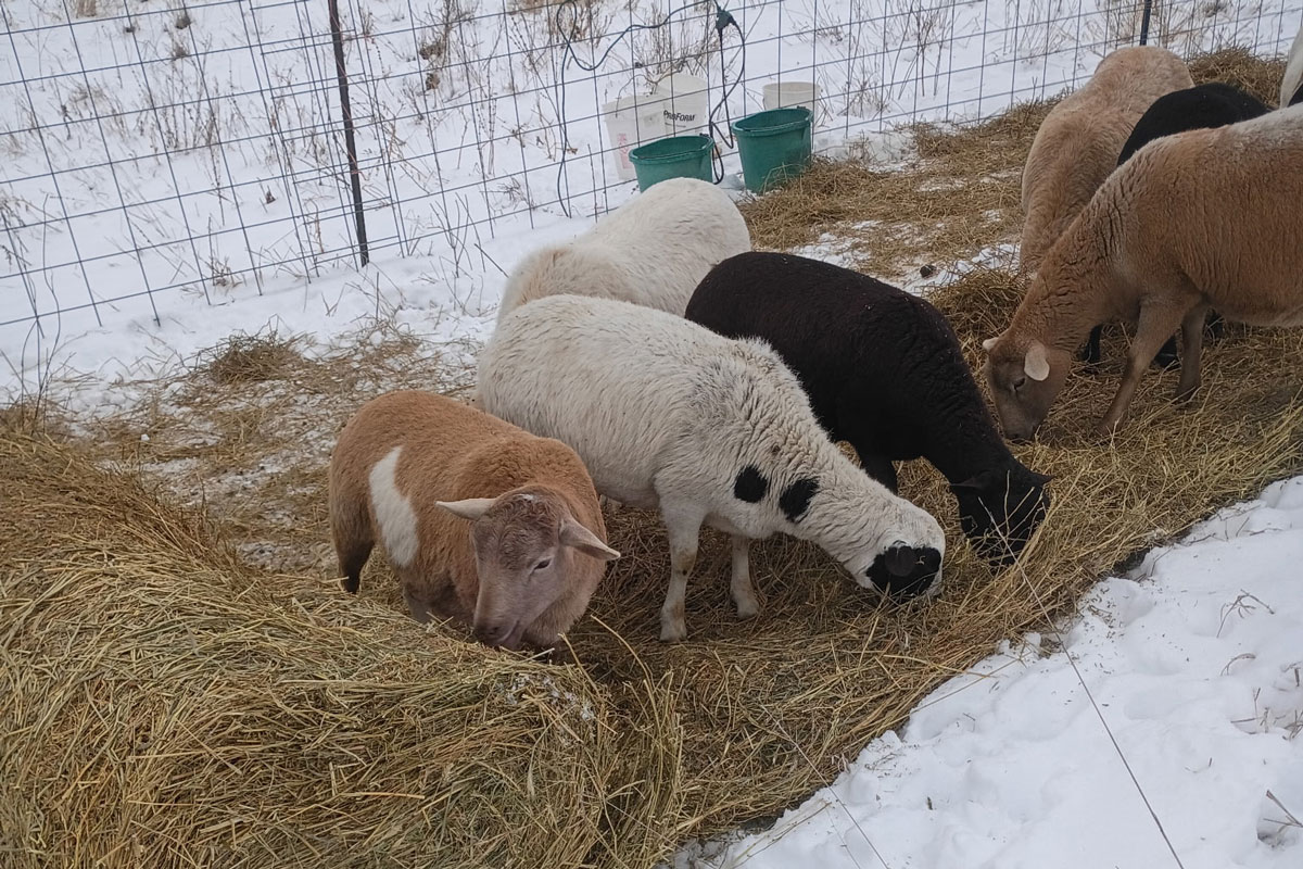 Bale Grazing Effects on Soil and Pasture Plant Communities