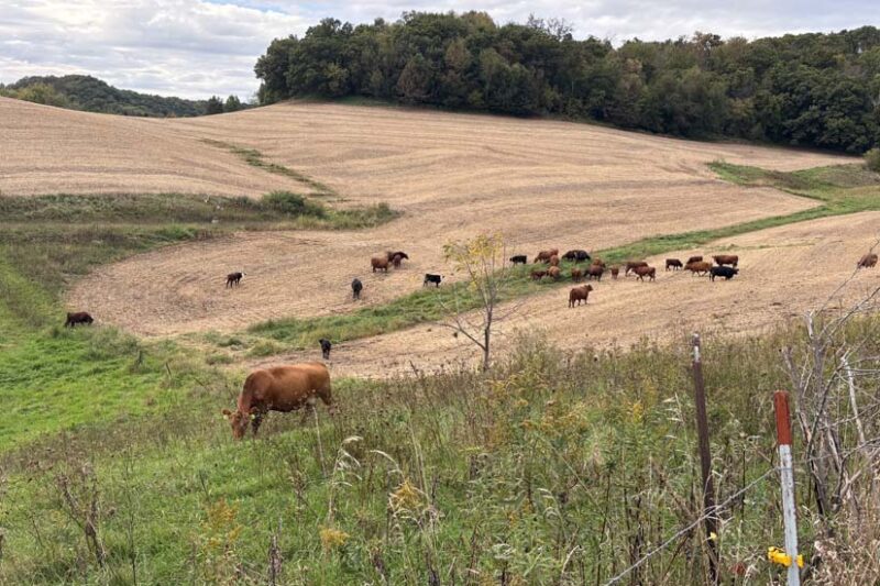 Cover Crops for Wildlife